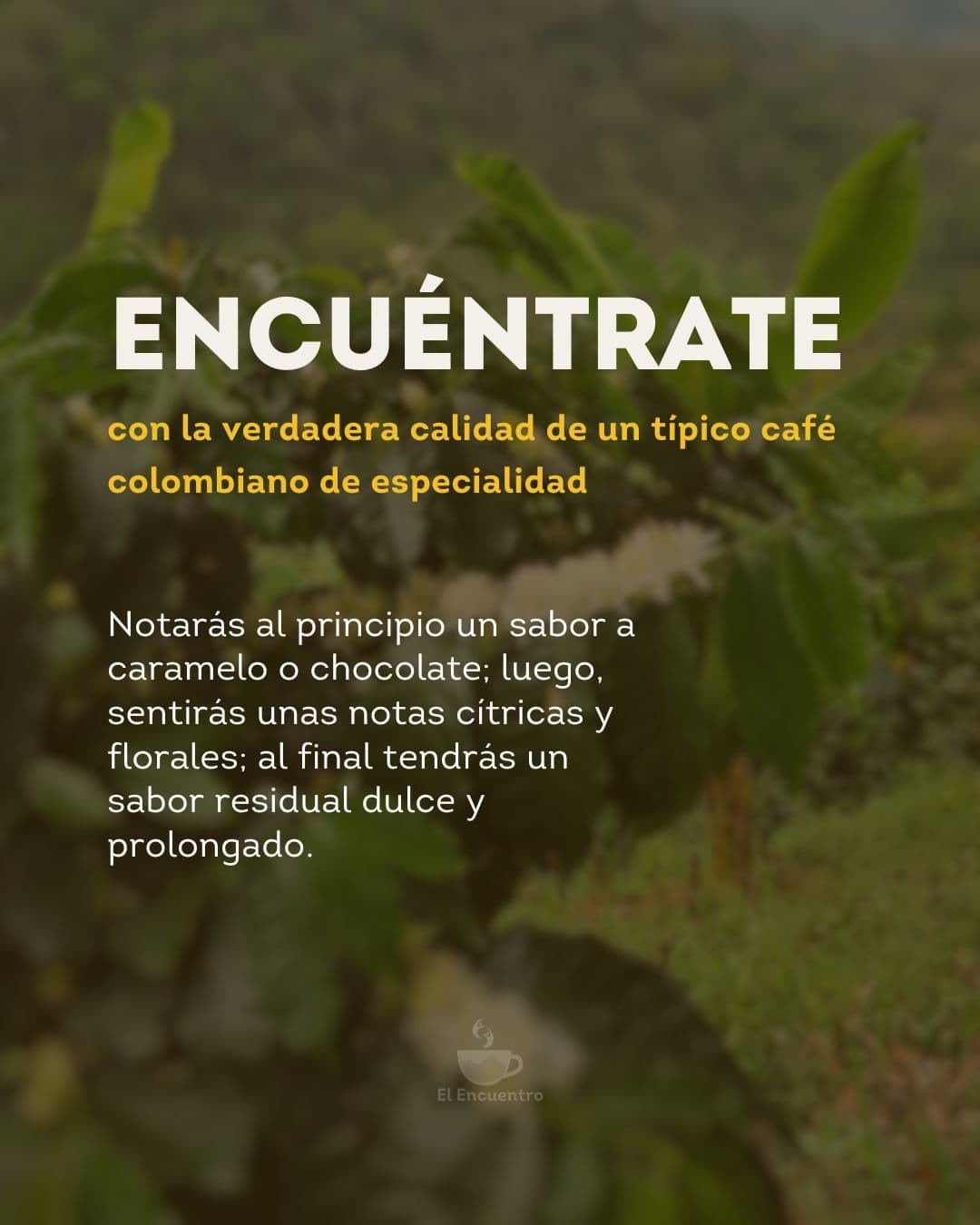 Origen del café — Andes colombianos